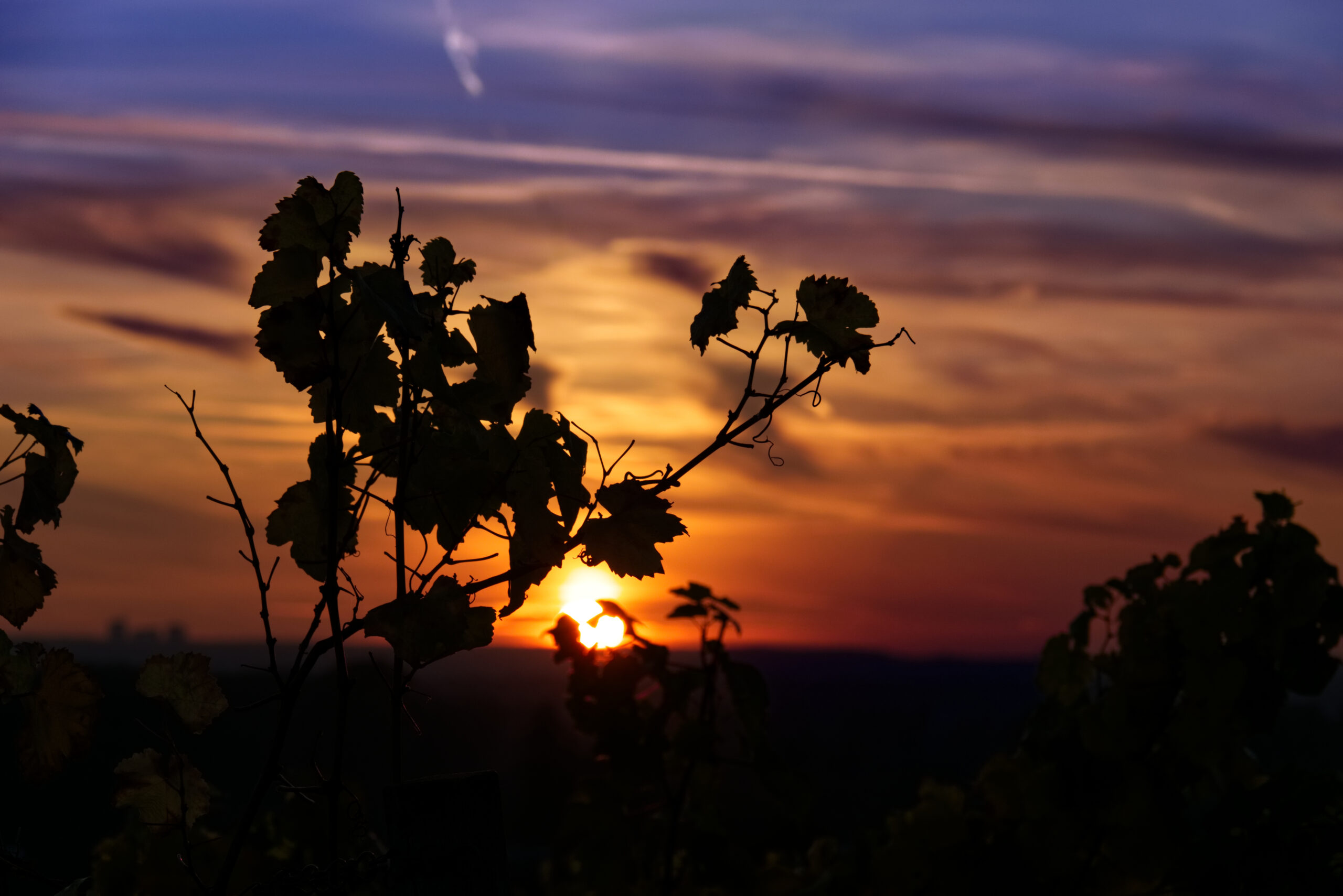 Close-up Of Silhouette Plants Against Sunset Sky